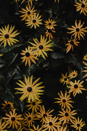A Magnificent Dark Sunflower In A Field Of Sunshine. Wallpaper