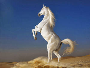 A Magnificent White Horse Towering In The Desert Wallpaper