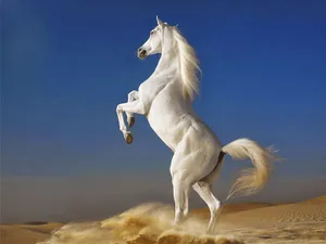 A Magnificent White Horse Towering In The Desert Wallpaper