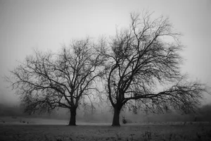 A Majestic Black And White Tree Wallpaper