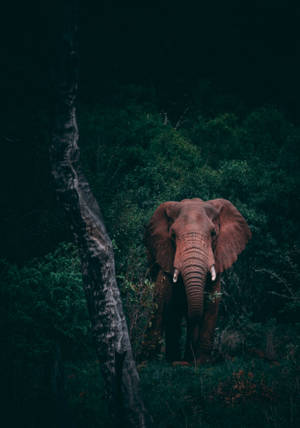 A Majestic Elephant Standing In A Dark Forest Wallpaper