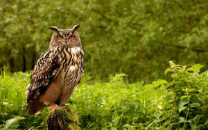 A Majestic Eurasian Eagle Owl Perching On A Branch In The Forest Wallpaper