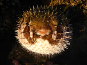 A Majestic Pufferfish Underwater Wallpaper