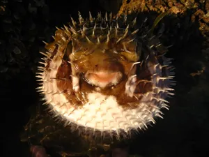 A Majestic Pufferfish Underwater Wallpaper