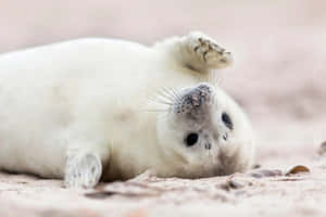 A Majestic Seal Basking On The Rocks By The Sea. Wallpaper