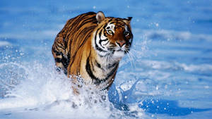 A Majestic Tiger Running Through The Water Wallpaper