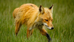 A Mangy Fox Lounging In The Grass Wallpaper