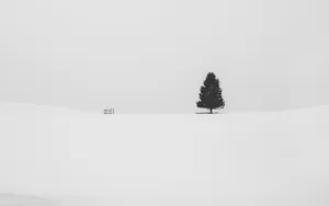 A Minimalist Winter Scene Of Snow-covered Trees And Woodland. Wallpaper