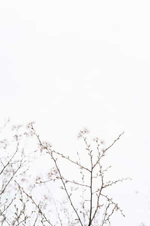 A Modern Clean Aesthetic, This Laptop Is Perfect For Style-minded Productivity Wallpaper