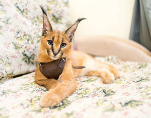 A Mysterious Caracal Cat In Full Glory Wallpaper