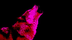 A Mysterious Pink Wolf Stares Into The Night Wallpaper