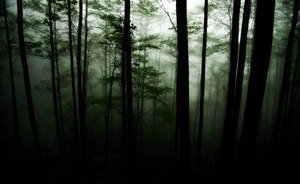 A Mystical Dark Forest Wallpaper