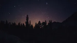 A Mystical Journey Through The Night Forest Wallpaper