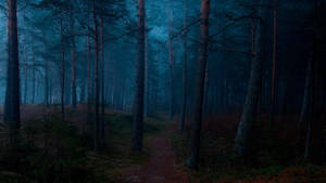 A Mystical Landscape In A Dark Foggy Forest Wallpaper