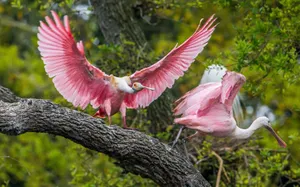 A Pair Of Pink Love Birds In A Blissful Moment Wallpaper