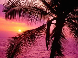 A Palm Tree Is Silhouetted Against The Sunset Wallpaper