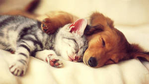 A Peaceful Slumber: Cat And Dog Sleeping Together Wallpaper