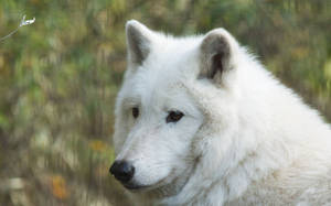 A Picture Of A Majestic White Wolf In The Wilderness Wallpaper