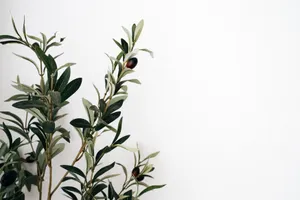 A Picturesque Olive Tree In Tuscany, Italy. Wallpaper