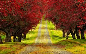 A Picturesque View Of Red Tree In All Its Glory. Wallpaper