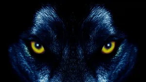 A Piercing Gaze Of A Yellow Wolf Wallpaper