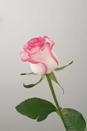 A Pink Rose Is Shown Against A White Background Wallpaper