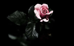 A Pink Rose Is Shown In The Dark Wallpaper