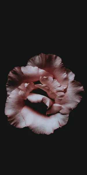 A Pink Rose On A Black Background Wallpaper