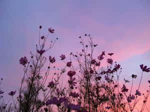 A Pink Sky With Flowers In The Background Wallpaper