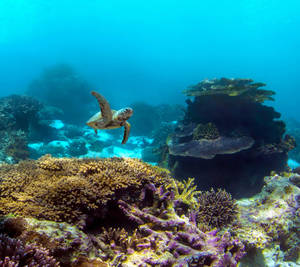 A Pixel Turtle Exploring The Vast Seas Wallpaper