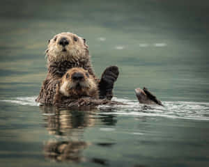 A Playful Sea Otter Waving From The Waters Wallpaper