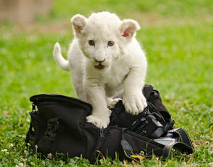 A Playful White Lion Cub Enjoying Life In The African Savanna Wallpaper