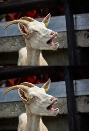 A Playful Young Goat Frolicking In The Open Fields. Wallpaper