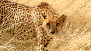 A Portrait Of A Beautiful Cheetah Resting In The Grass Wallpaper