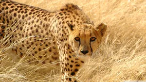 A Portrait Of A Beautiful Cheetah Resting In The Grass Wallpaper