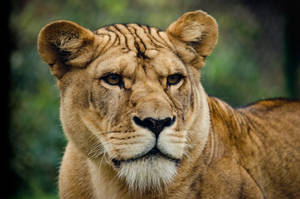 A Powerful Lioness On The Hunt Wallpaper