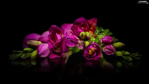 A Purple Flower Is On A Black Background Wallpaper