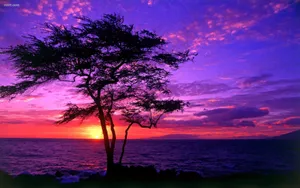 A Purple Sunset With A Tree In The Background Wallpaper