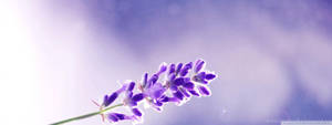 A Purplish Wildflower Showing Its Beauty Against A Vast Sky Wallpaper