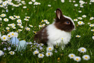 A Rabbit Is Sitting In A Field Of Daisies Wallpaper