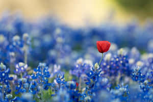 A Red Flower Stands Alone In A Field Of Bluebonnets Wallpaper