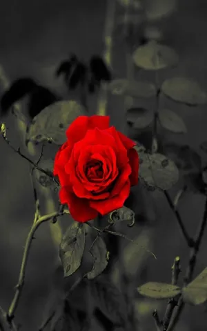 A Red Rose In Black And White Wallpaper