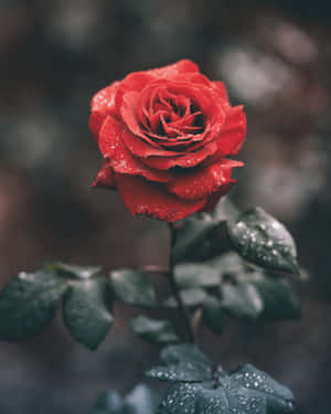 A Red Rose With Water Droplets On It Wallpaper