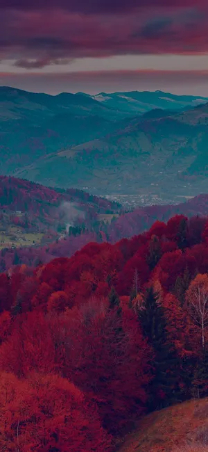 A Red Tree Against Clear Sky Wallpaper