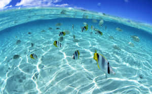 A School Of Colorful Tropical Fish Swimming Near The Ocean Floor. Wallpaper