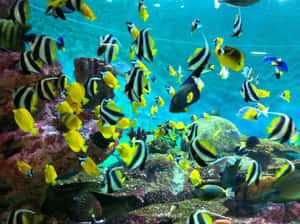 A School Of Vibrant Tropical Fish Swims Peacefully Around A Vibrant Coral Reef. Wallpaper