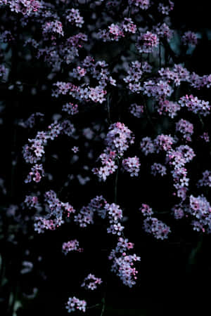 A Sea Of Dark Cherry Blossom Trees Against A Starlit Sky. Wallpaper