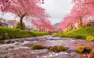 A Serene View Of Sakura Trees In Bloom Wallpaper