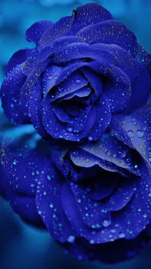 A Single Beautiful Blue Rose Wallpaper