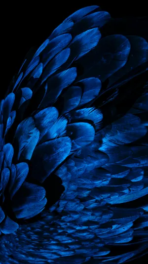 A Single Dark Blue Feather Against A White Background Wallpaper
